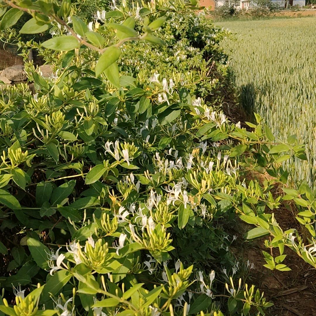 秀丽