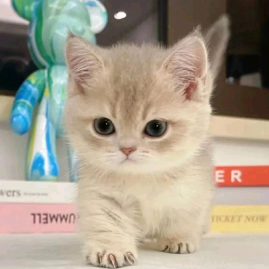 ᘜº㎡