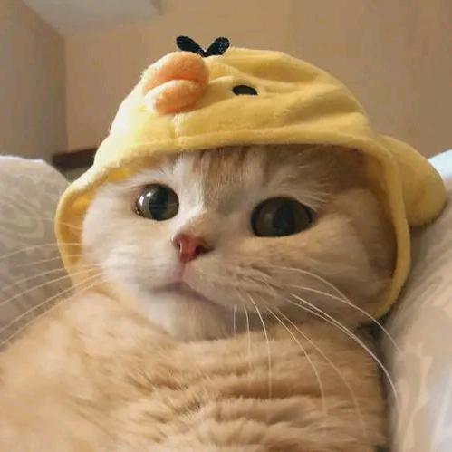 翊飒