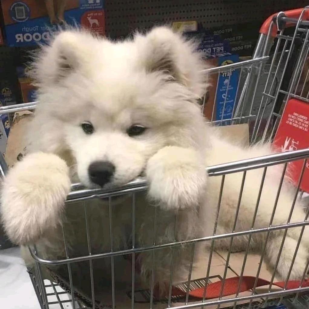 脸脸.