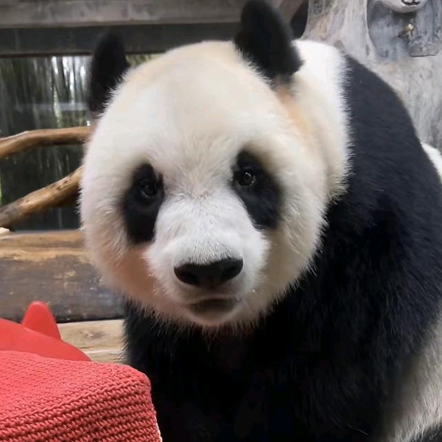 是我呀