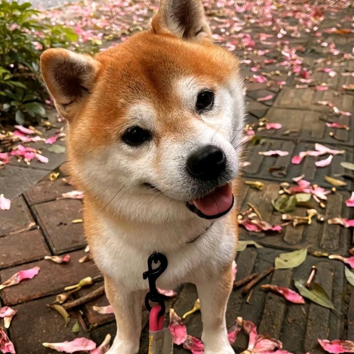 番石榴好好吃