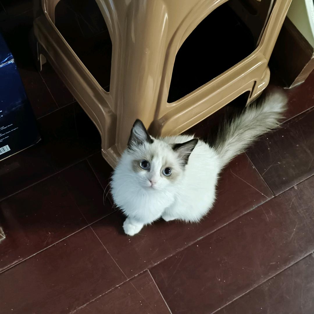 花开富贵（60）