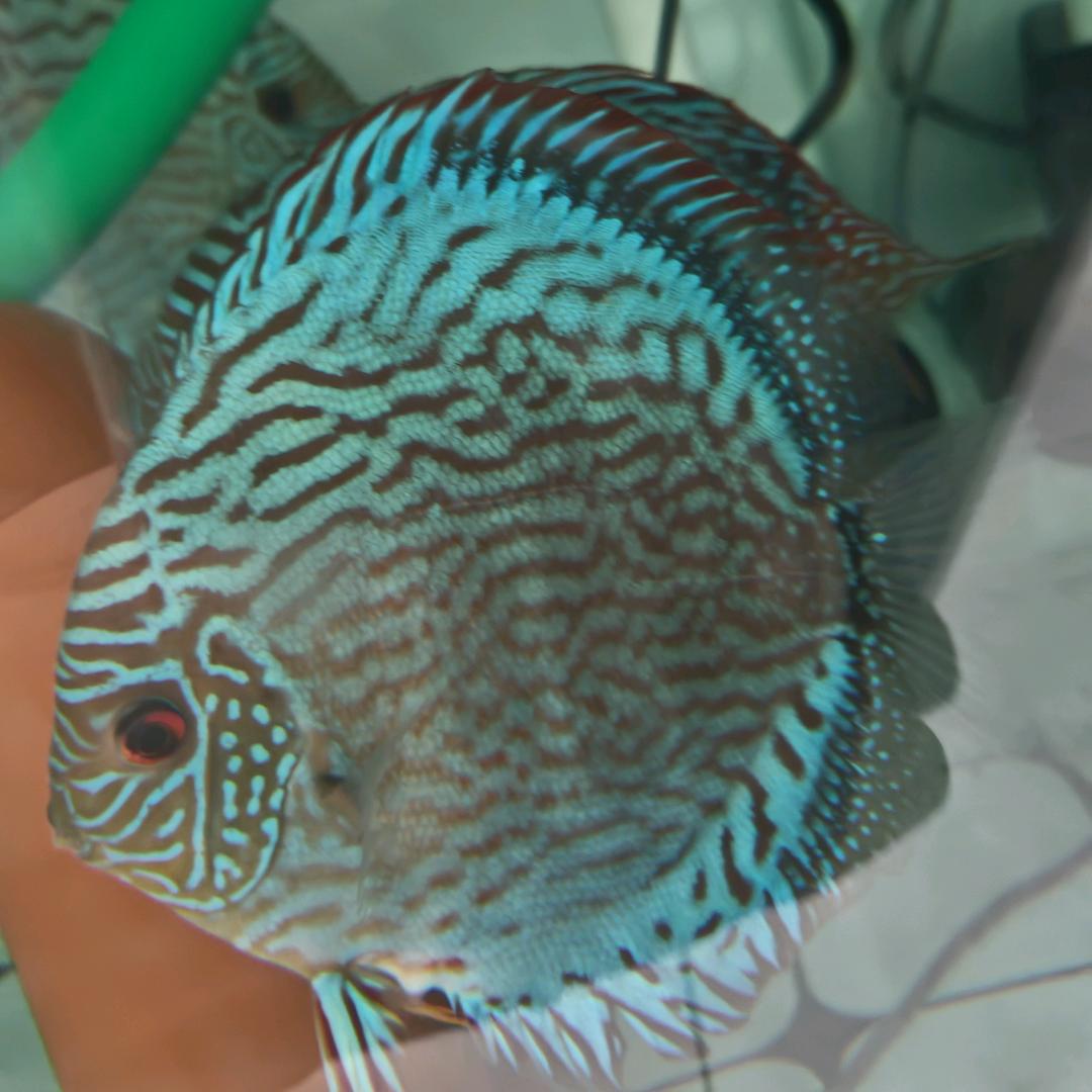 轻轻的来七彩迷3