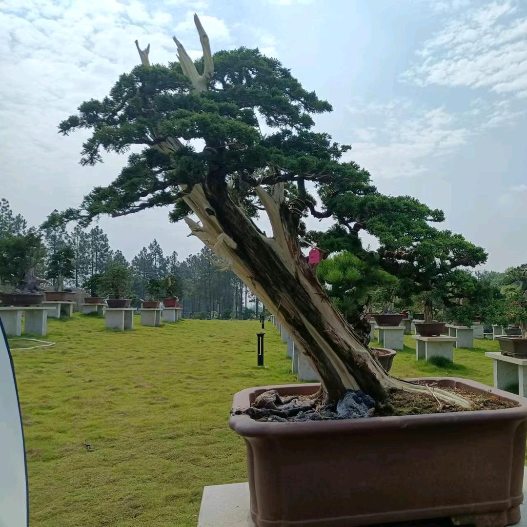 盆景文化产业园