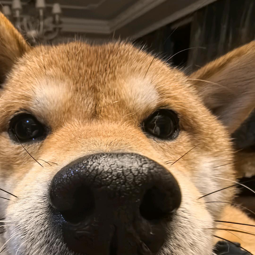瓦达西毛豆柴