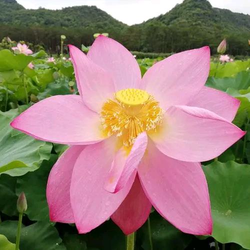 小花朵