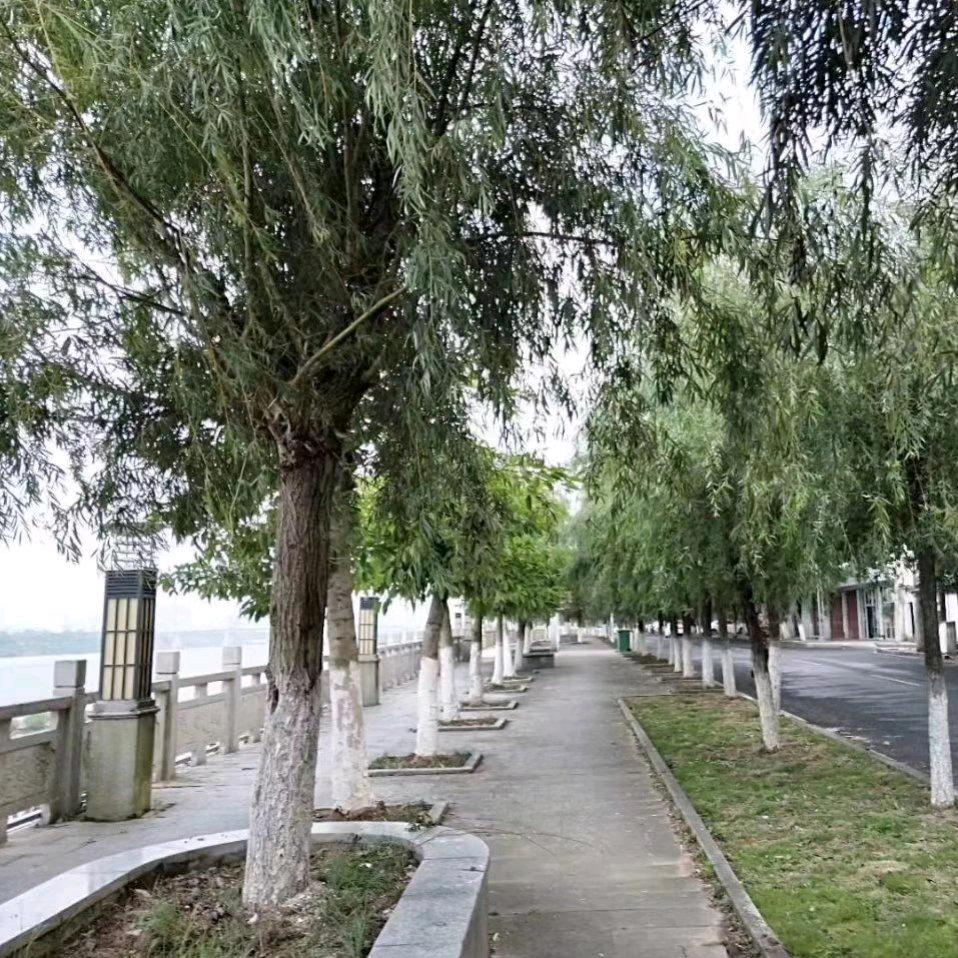 河南太康烧饼肠粉哥