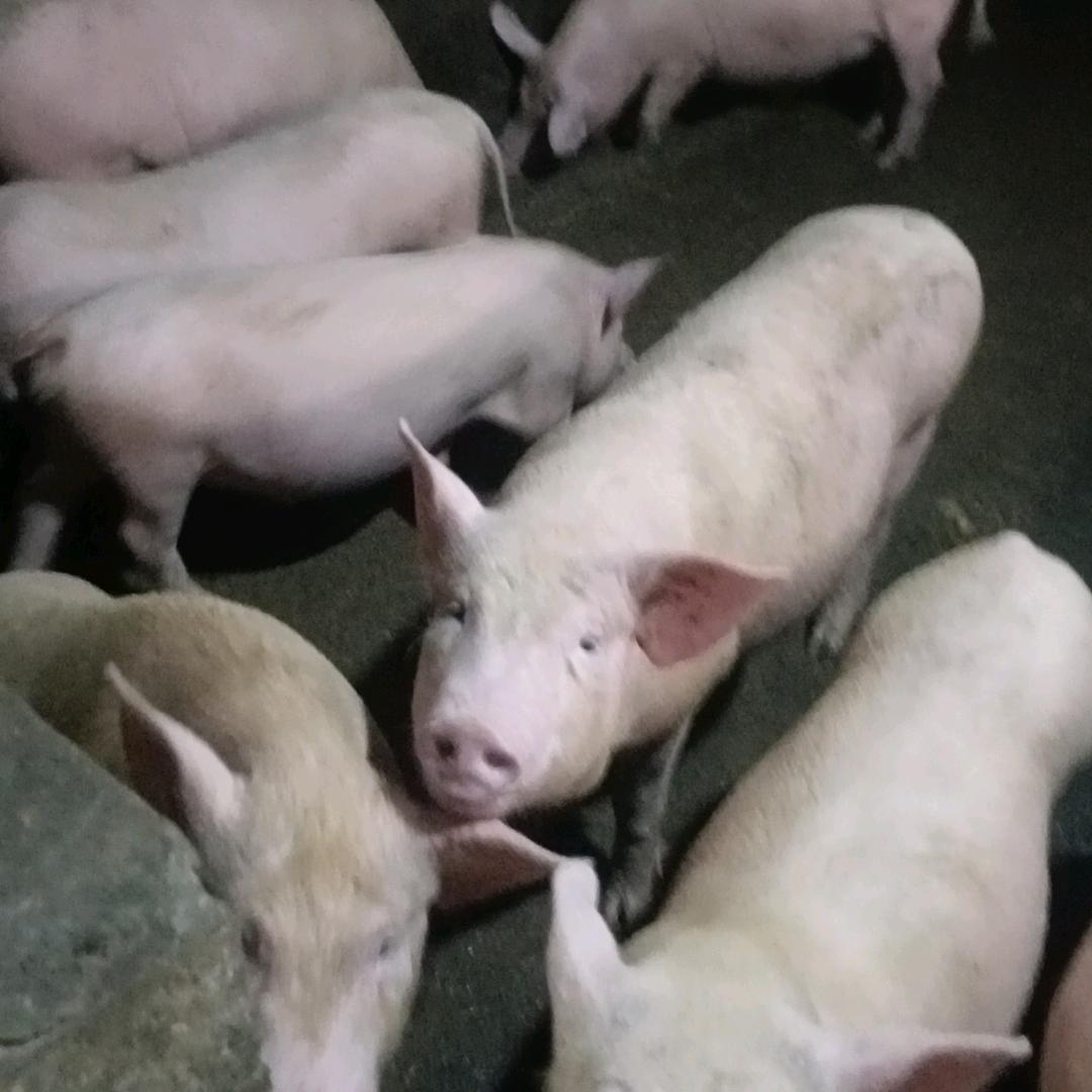 陈董事长