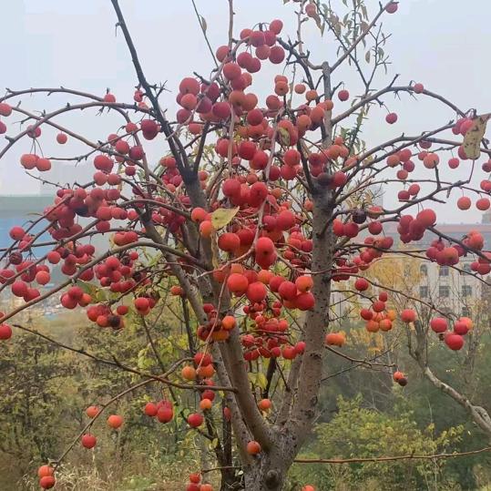 宁静致远