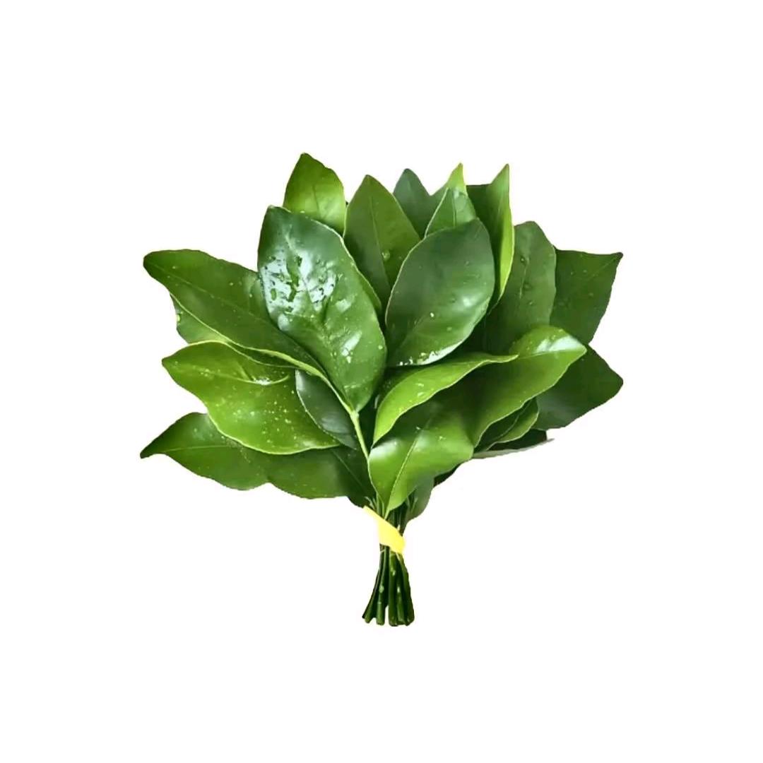 木小夕