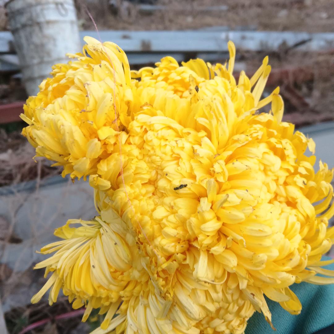 你是我心中的太阳