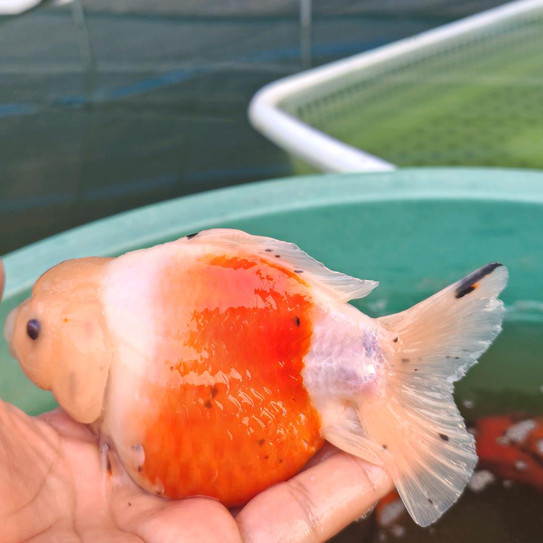 开心🐟小白玩鱼🐟