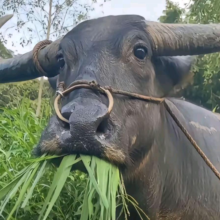 突破手帅子