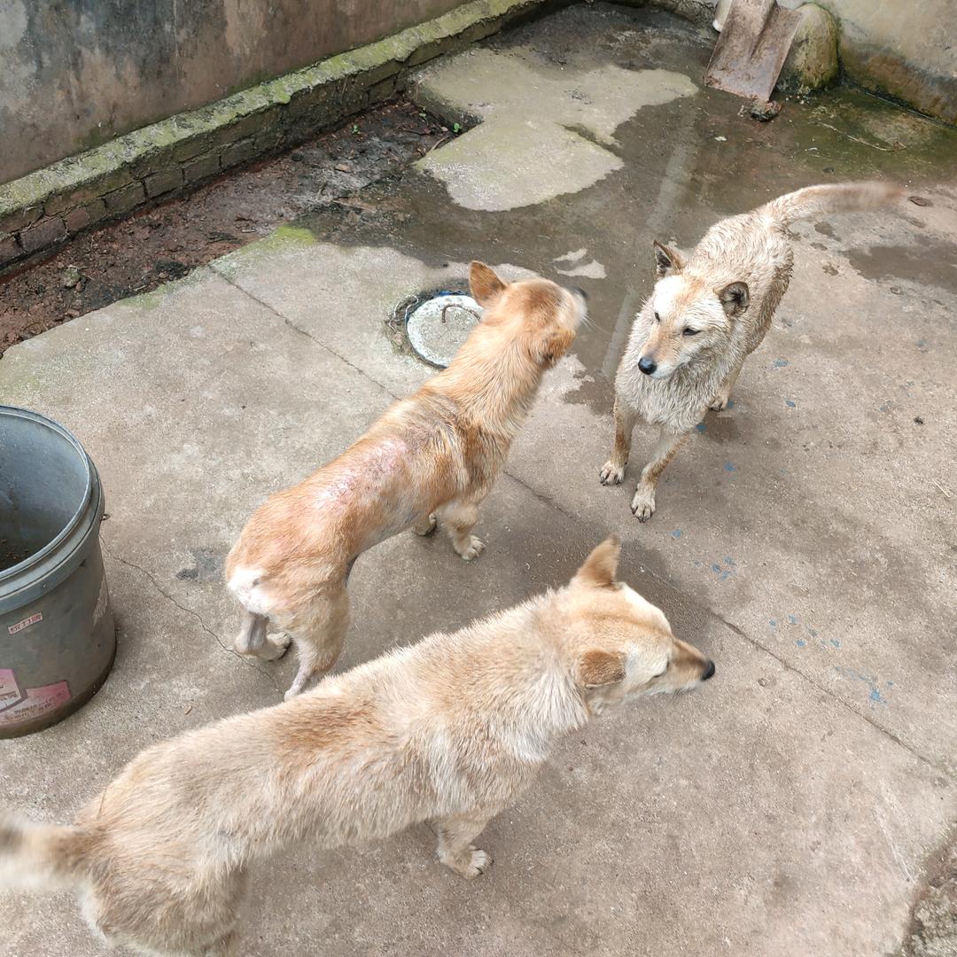 狗猫鸡动物园