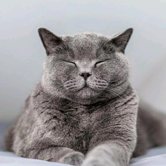志