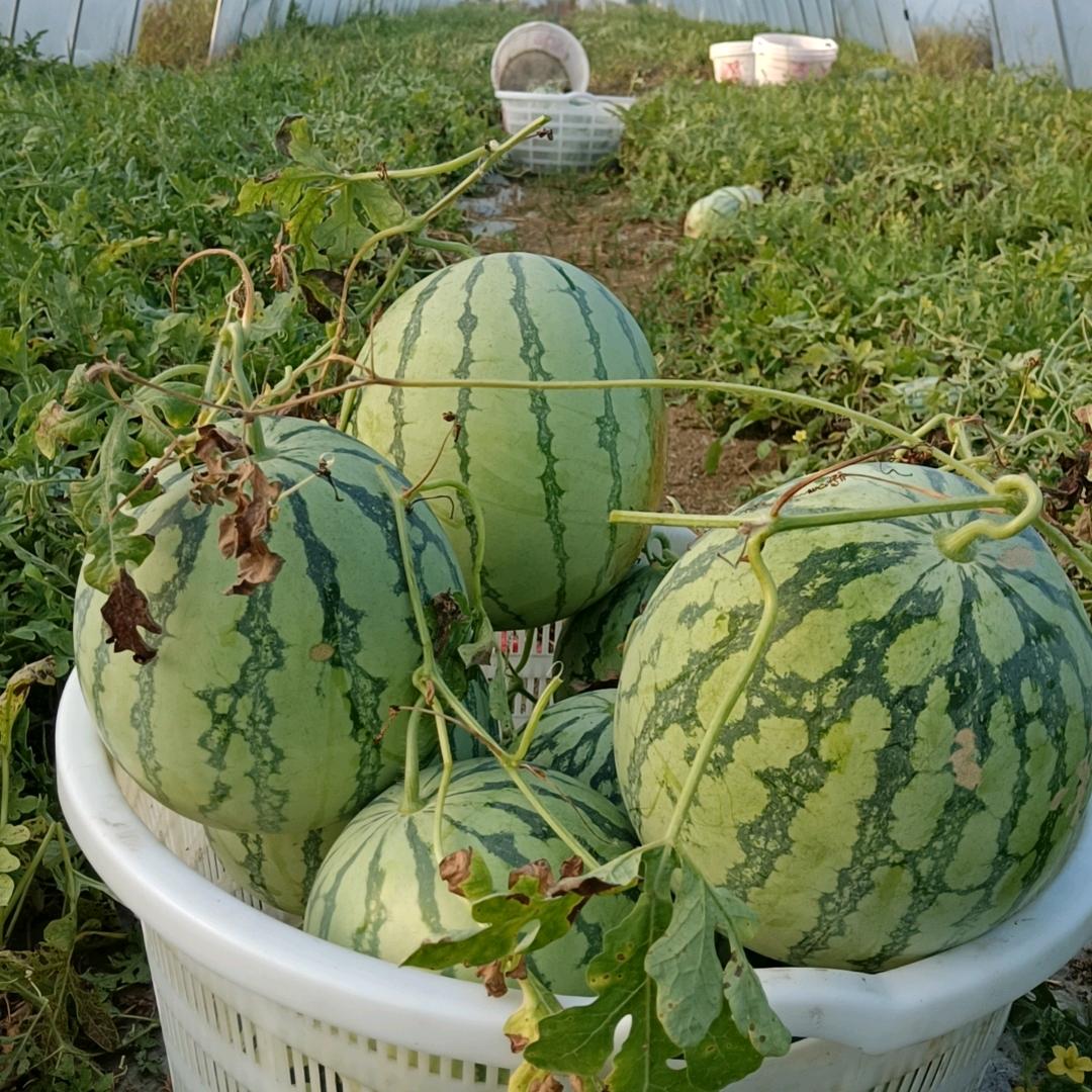 专业美都西瓜种植