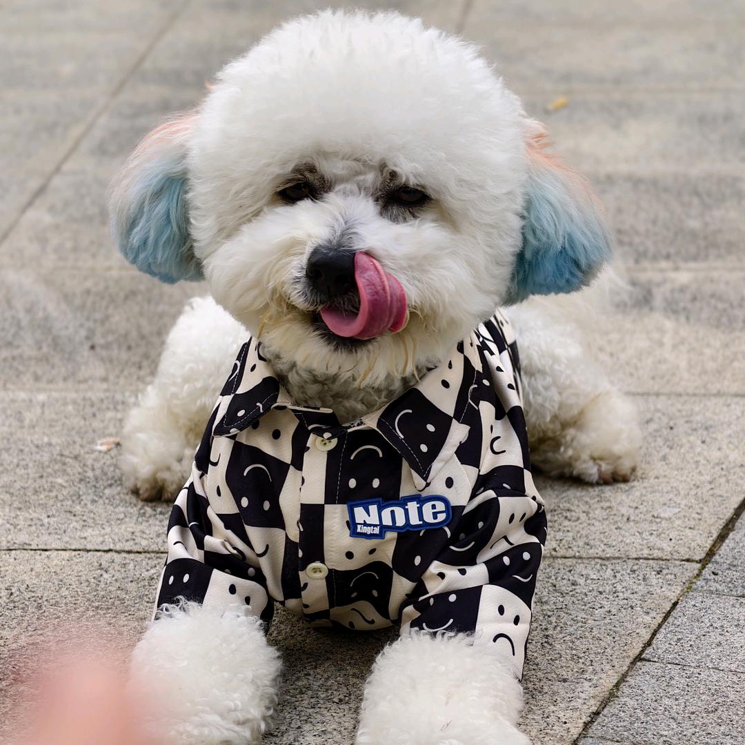 老实熊~小旺崽🐶