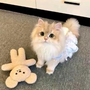 一只小奶团。