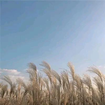 西楼与故