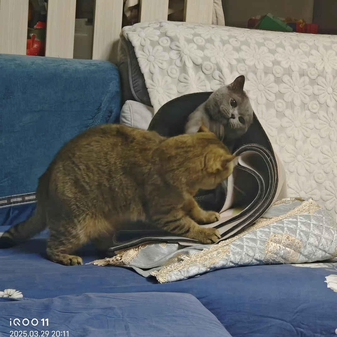 豆包和果冻的快乐生活