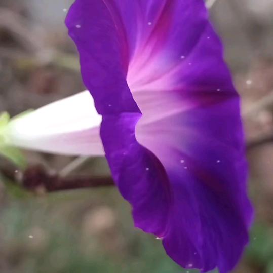 木悟