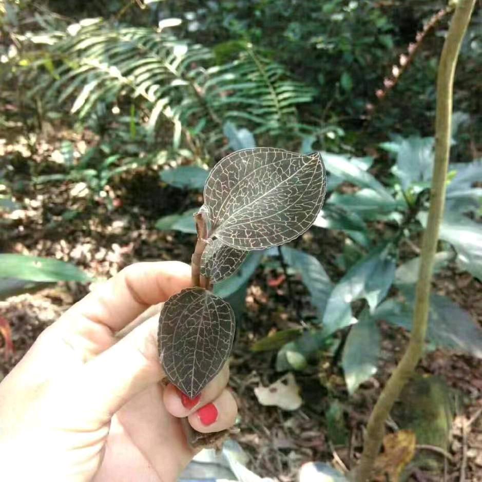 灵蛇
