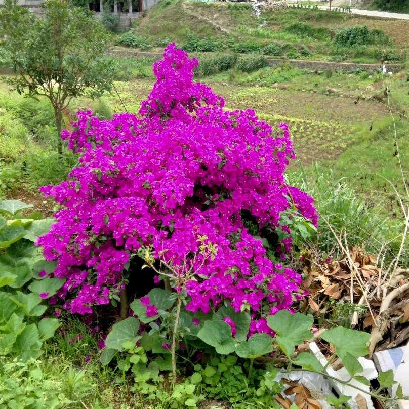 曾未见你(特克)