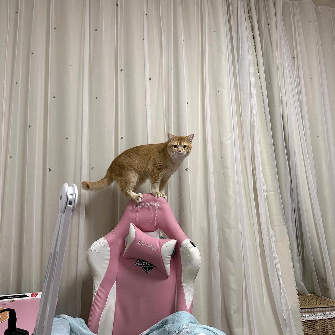 小秘书1号🐯