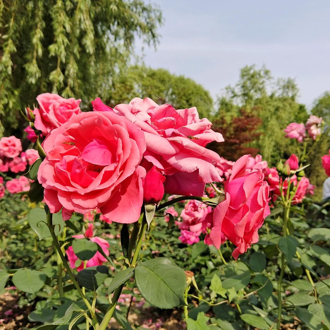 🍁岁月静好🍁