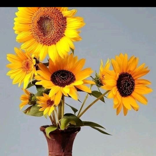 🌹🌹🌹何姐🌹🌹🌹