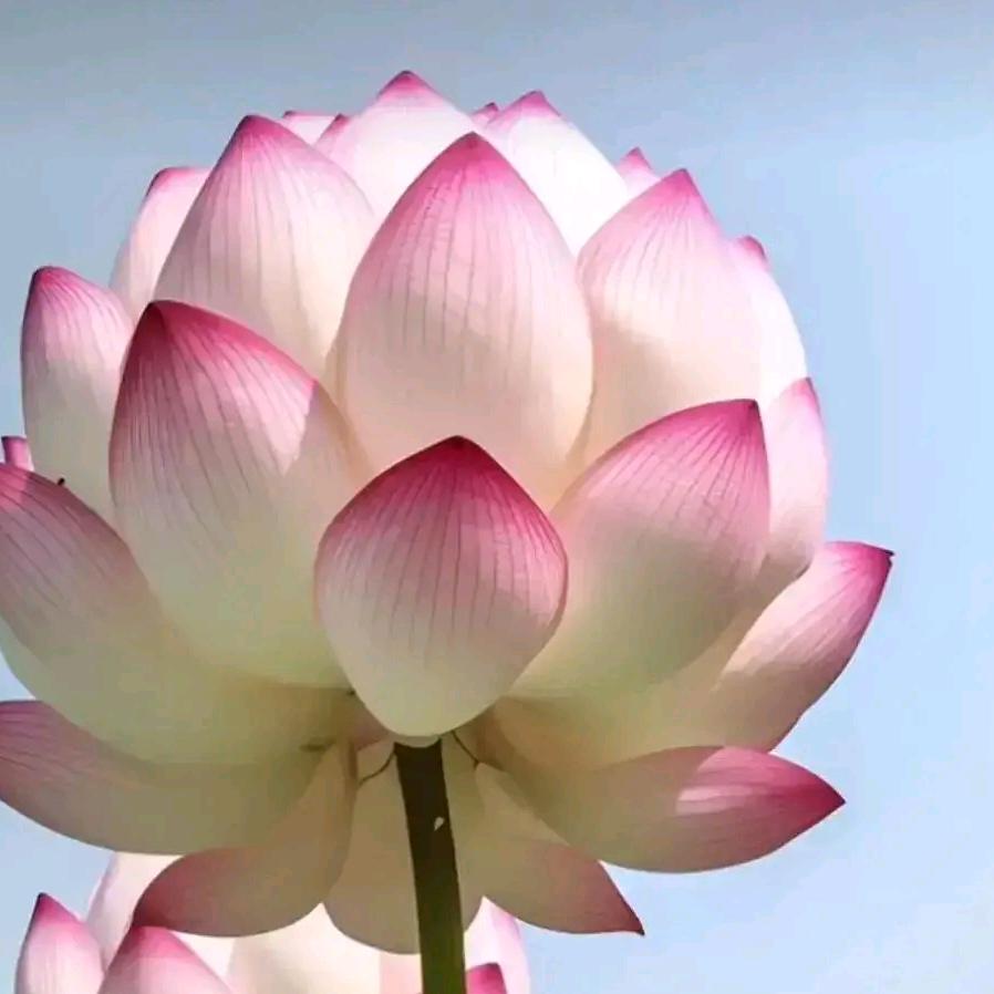花千股