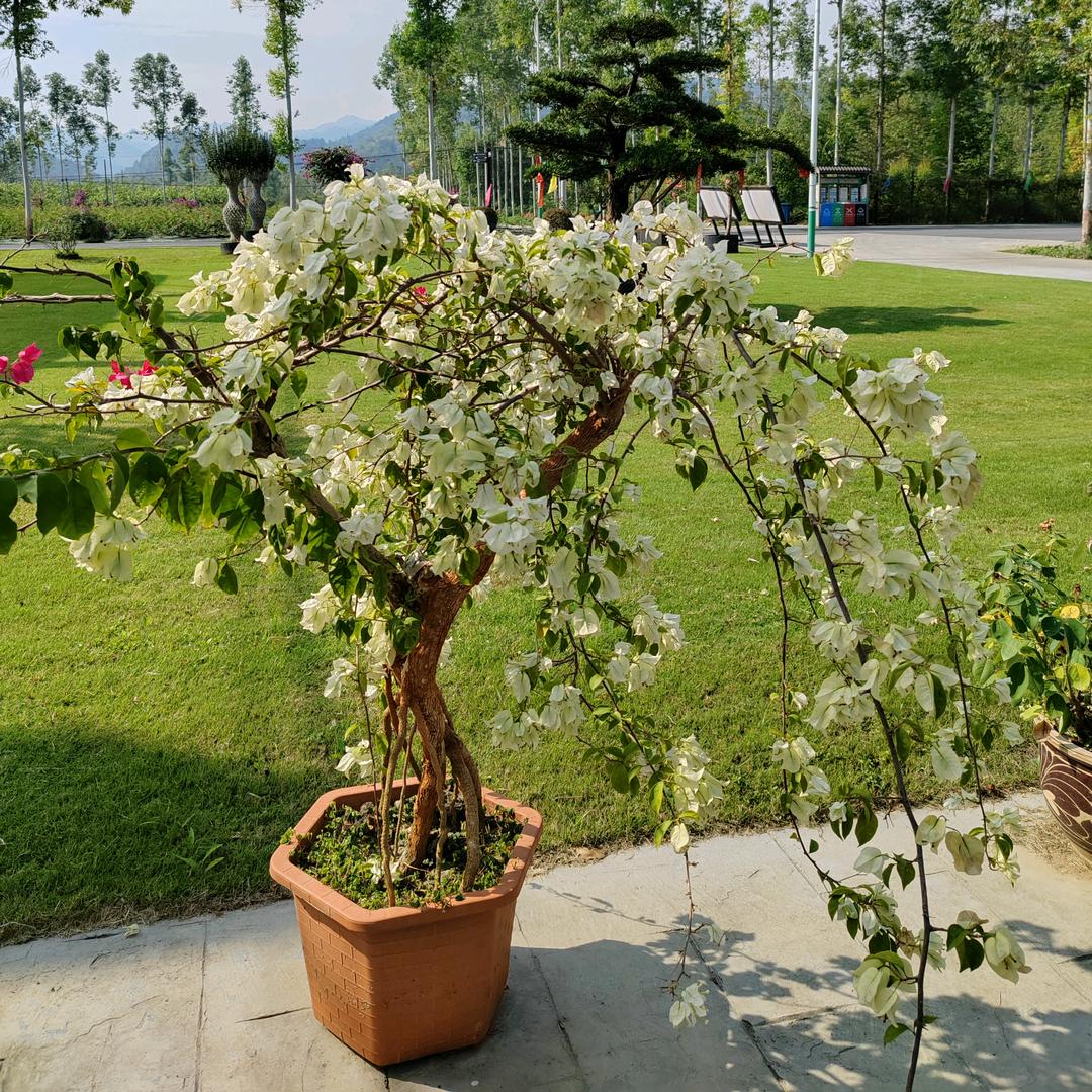 静心
