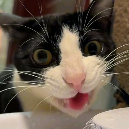 捡脂🐱聪