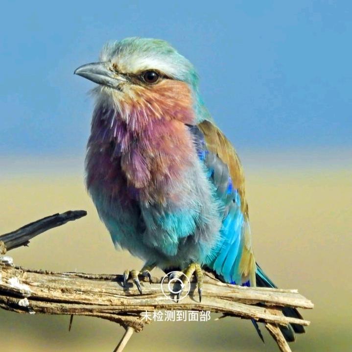 布谷鸟