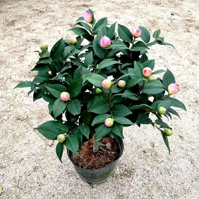 灵琪绿植花卉店