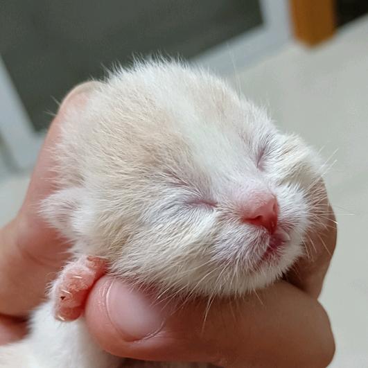 豆浆仔