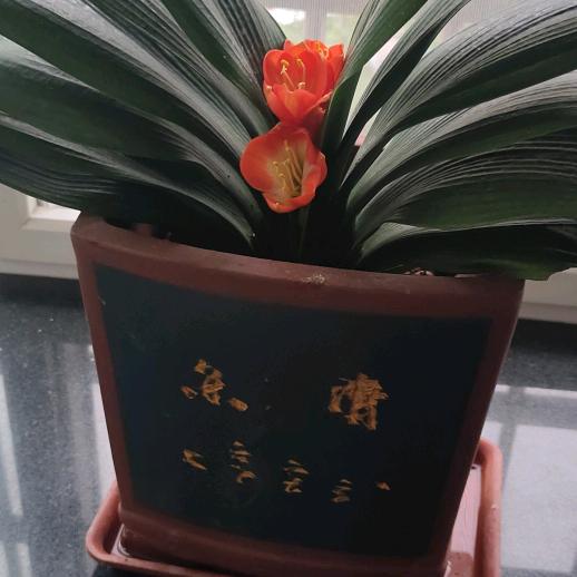 阳光普照