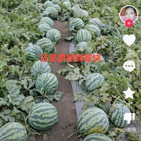 水果大姐🌹🍉🍎🍓🍊🍏
