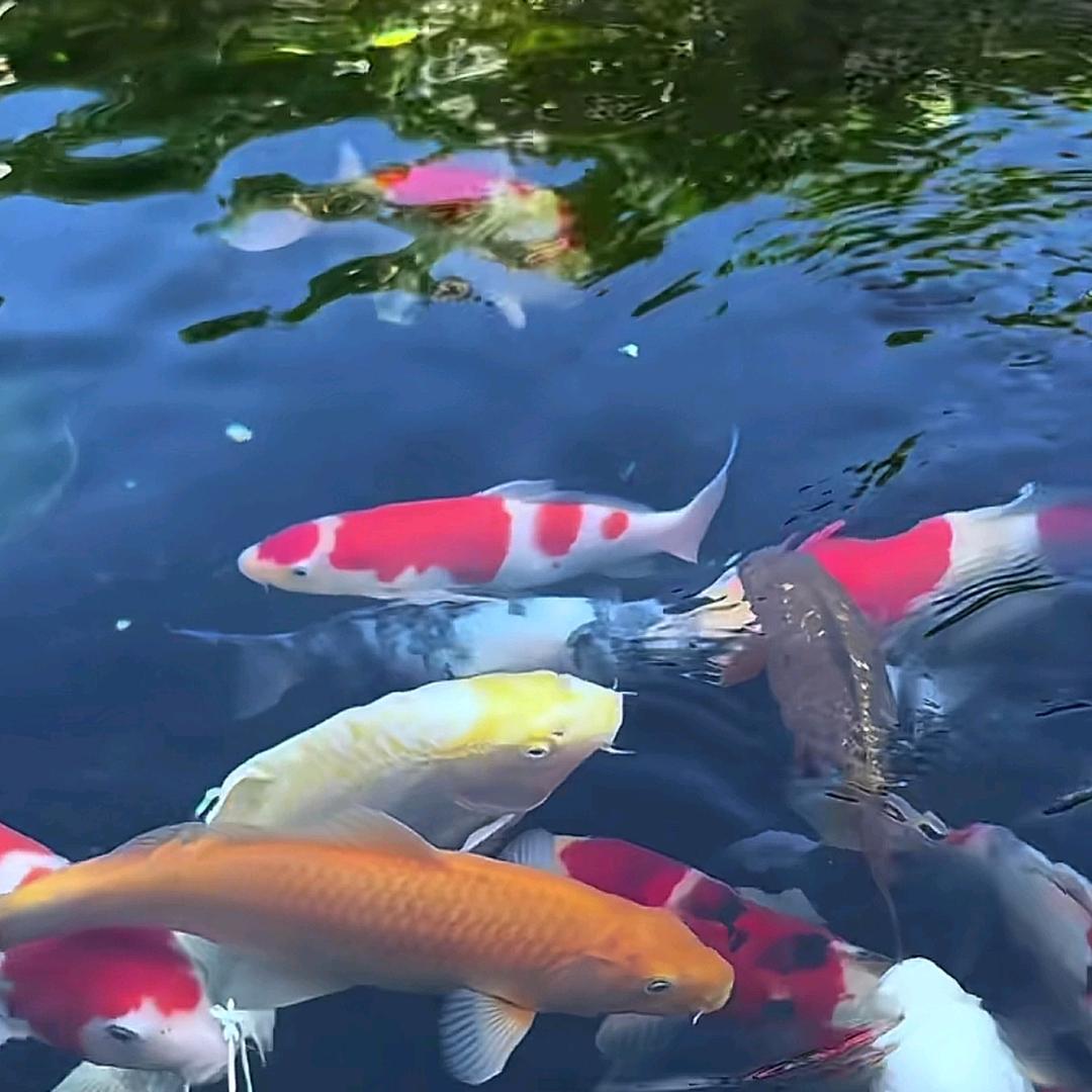 🇨🇳大远只是传说