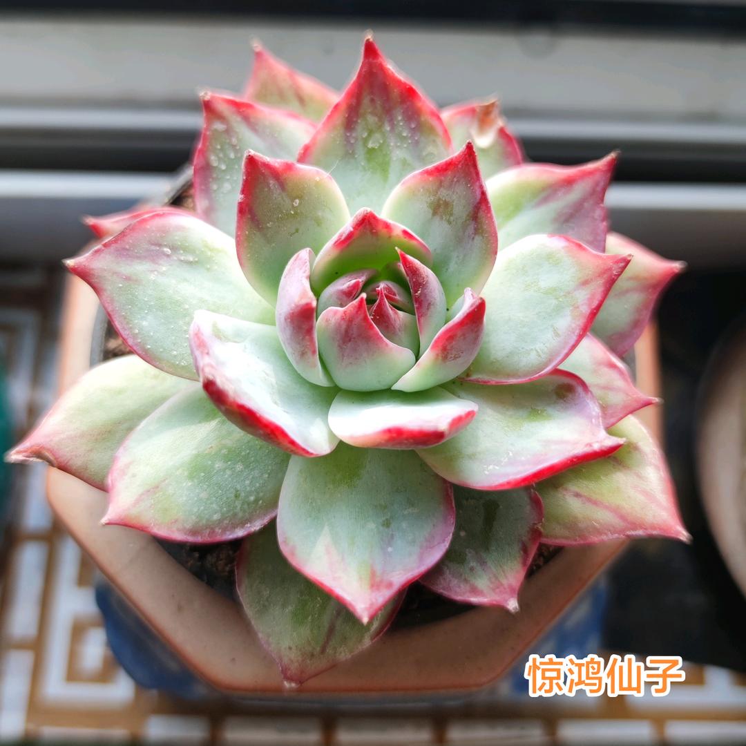 ✨宁静致远✨头像
