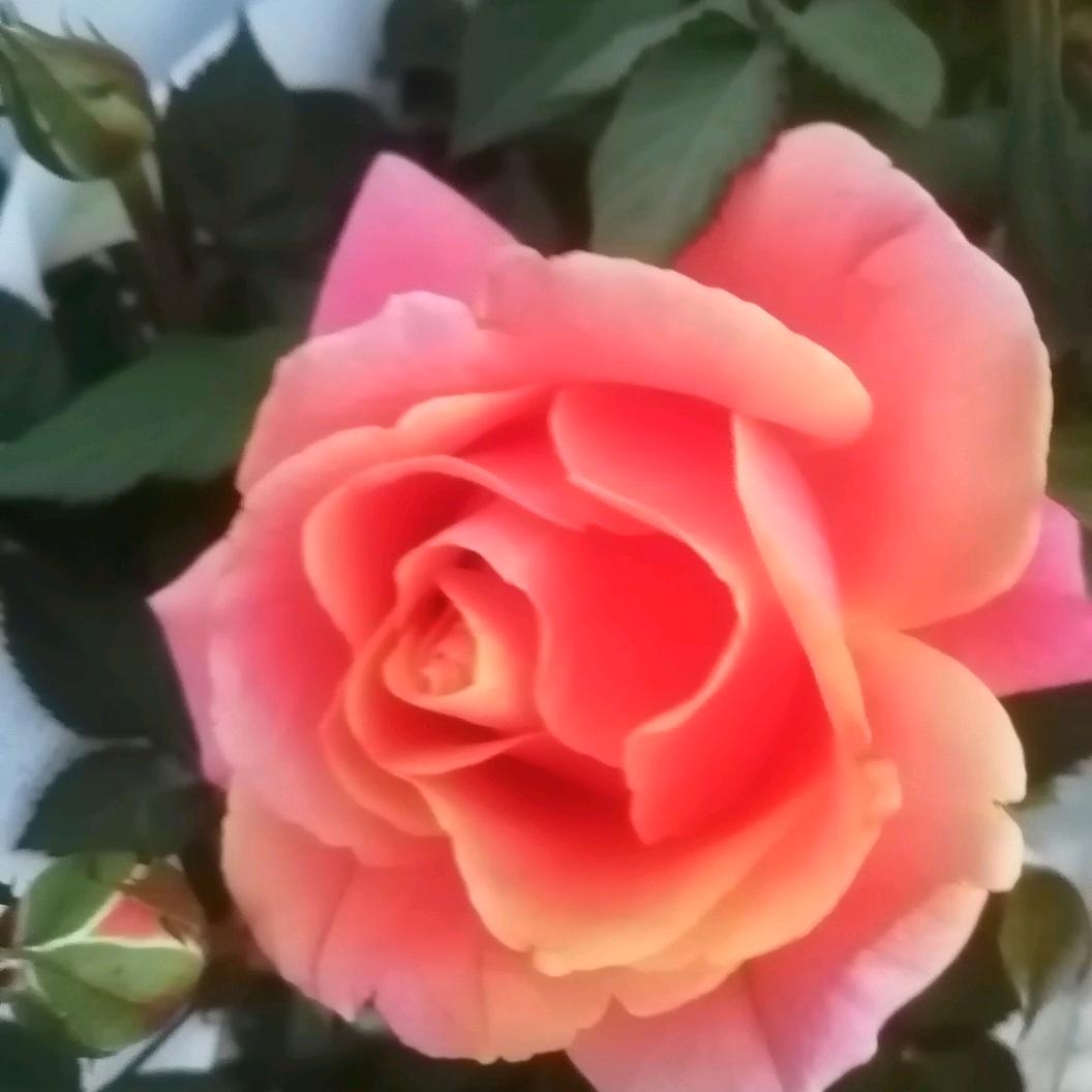 海林花卉