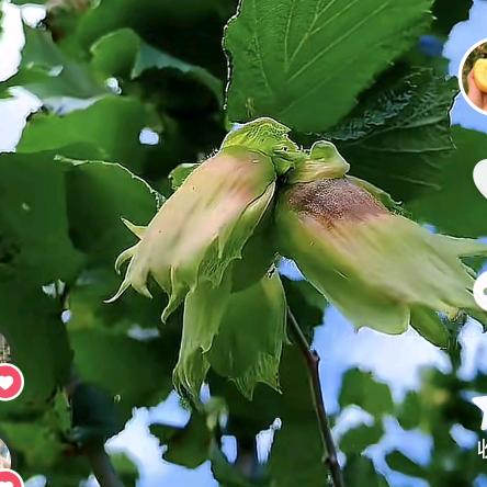 果树苗的搬运工