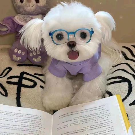 泡芙小狗🐕