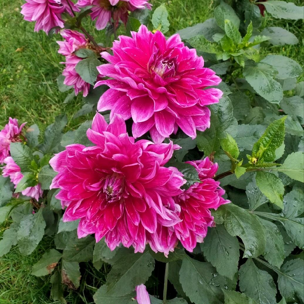 叶子❤️的离开