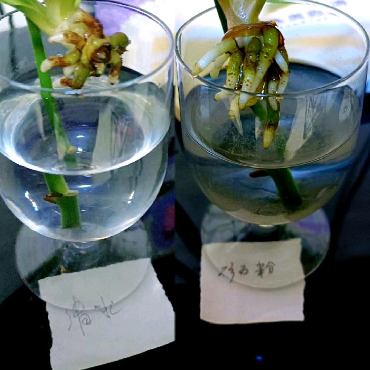 石中花农业（何去何从）