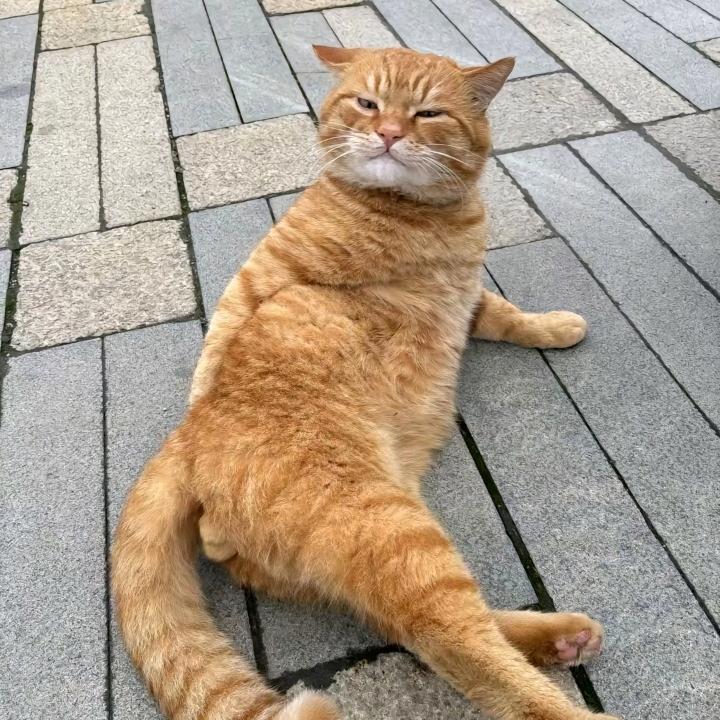 泡泡肥猫