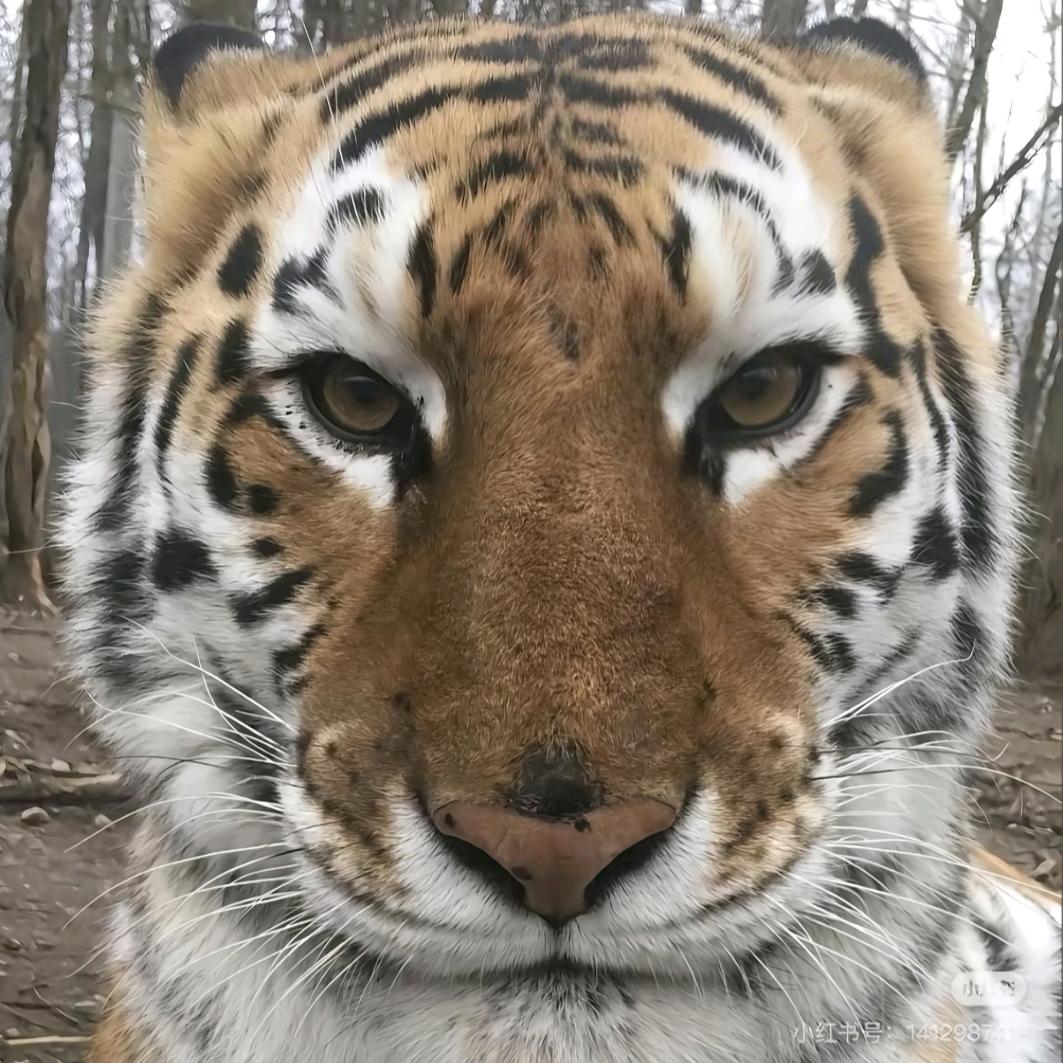 虎子(三角洲拆卡)