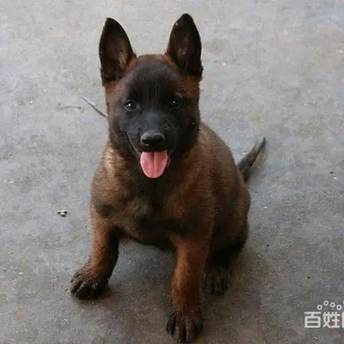 山月不知心底事
