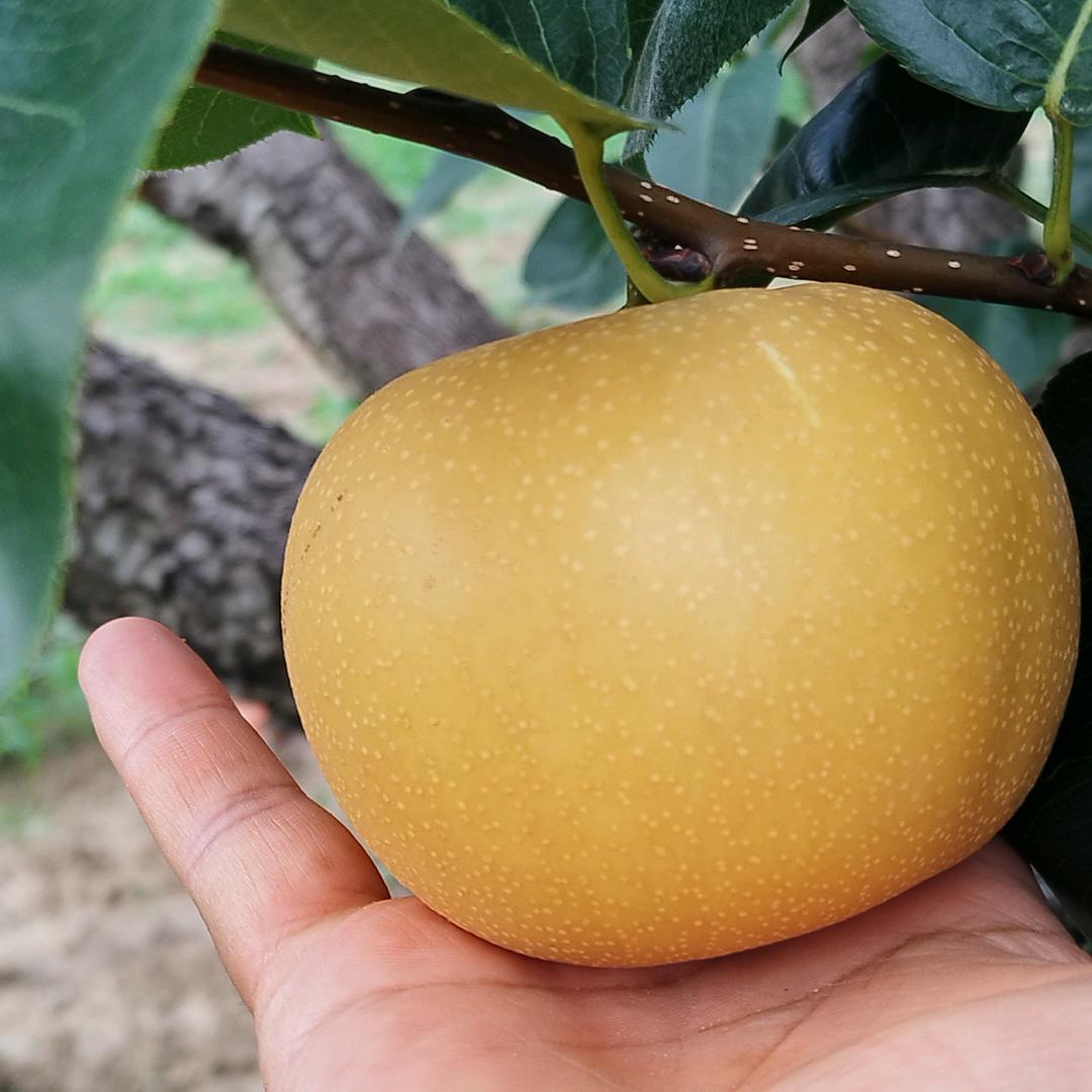 砀山新玉梨水果种植专业合作社